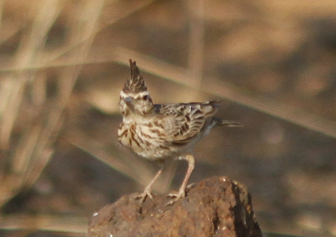 Malabar Lark - ML111820651