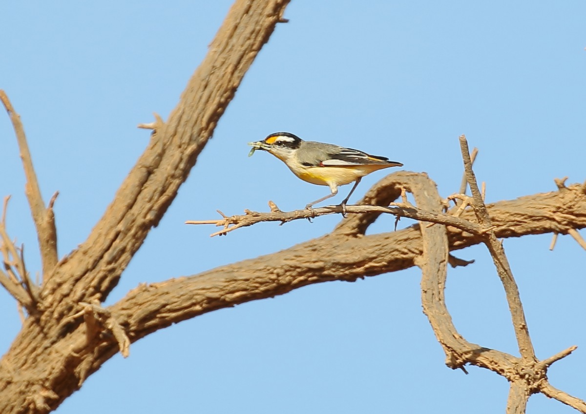 Striated Pardalote - Michael Rutkowski