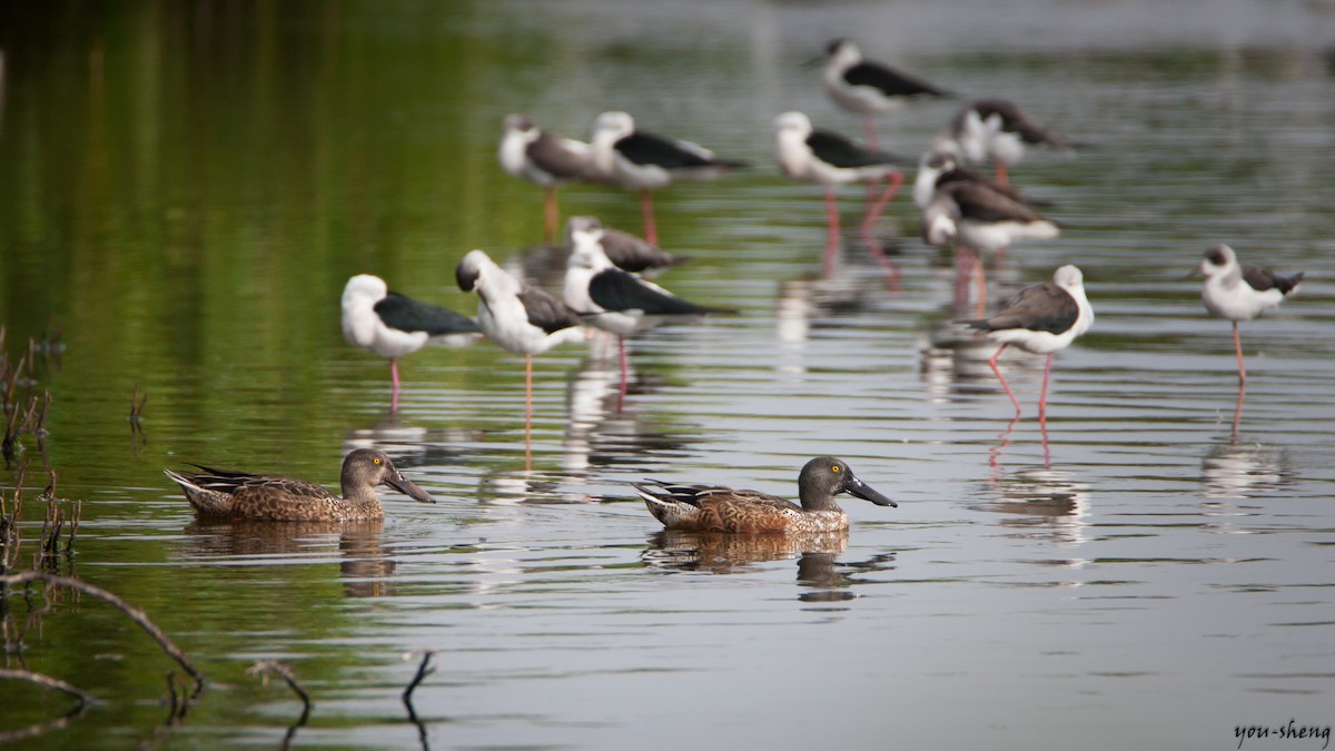 Northern Shoveler - ML111821731