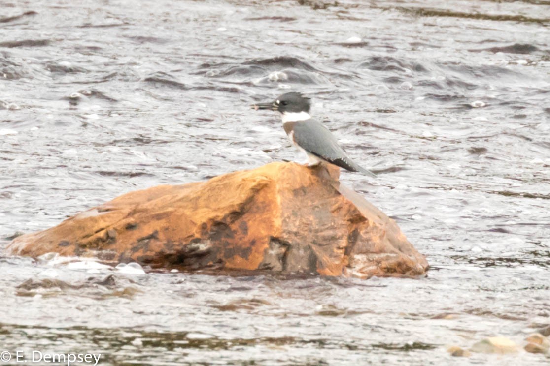 Belted Kingfisher - ML111822301