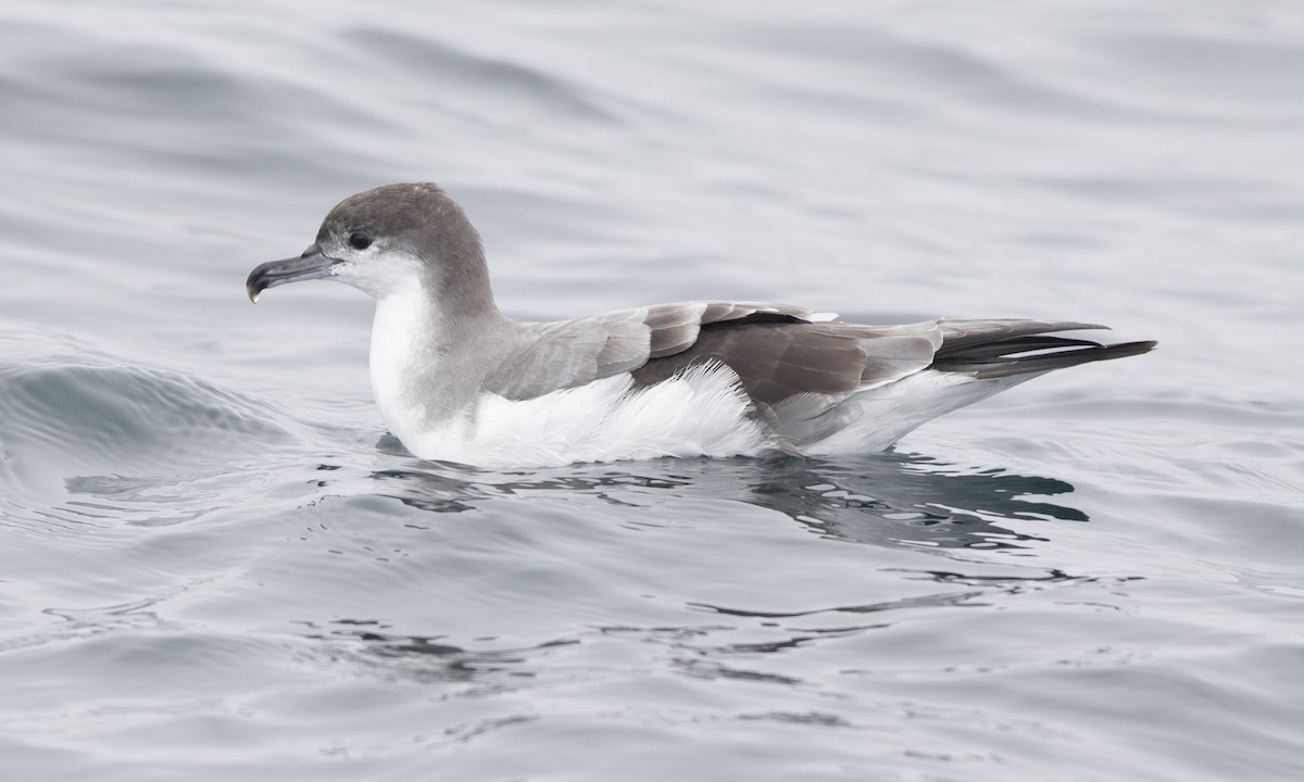 Buller's Shearwater - Steve Kelling