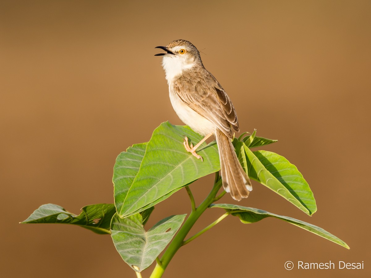 Plain Prinia - ML111827541