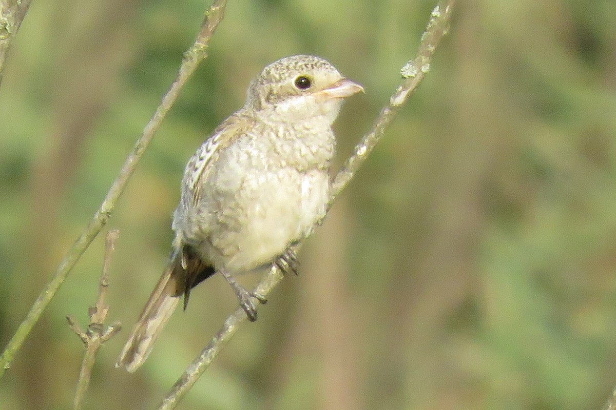 Woodchat Shrike - Paulo Domingues