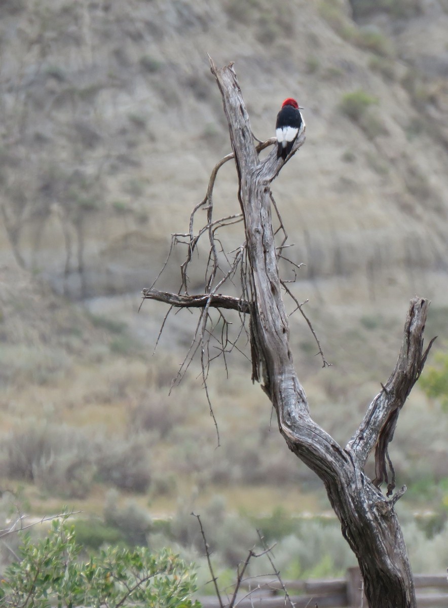Red-headed Woodpecker - Esa Jarvi