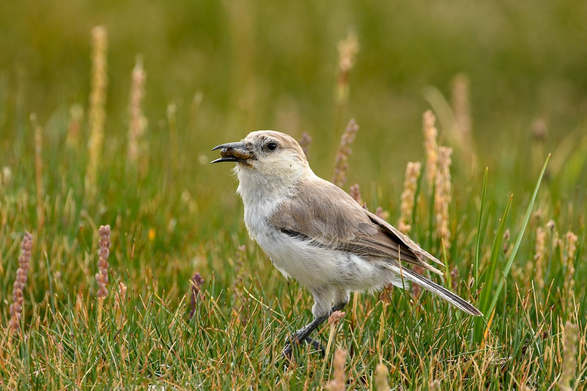 Ground Tit - Saurabh Sawant