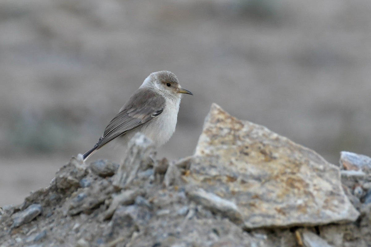 Ground Tit - ML111829541