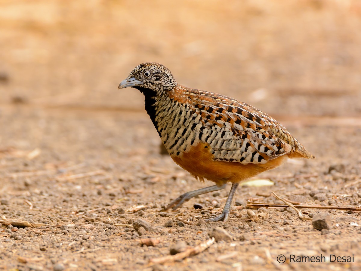 Barred Buttonquail - Ramesh Desai