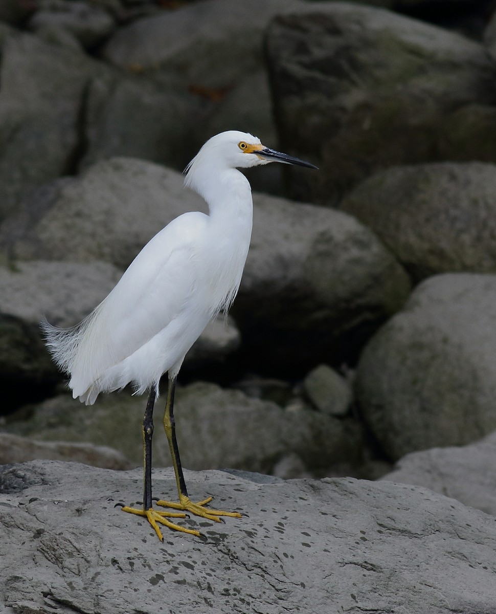 Aigrette neigeuse - ML111830441