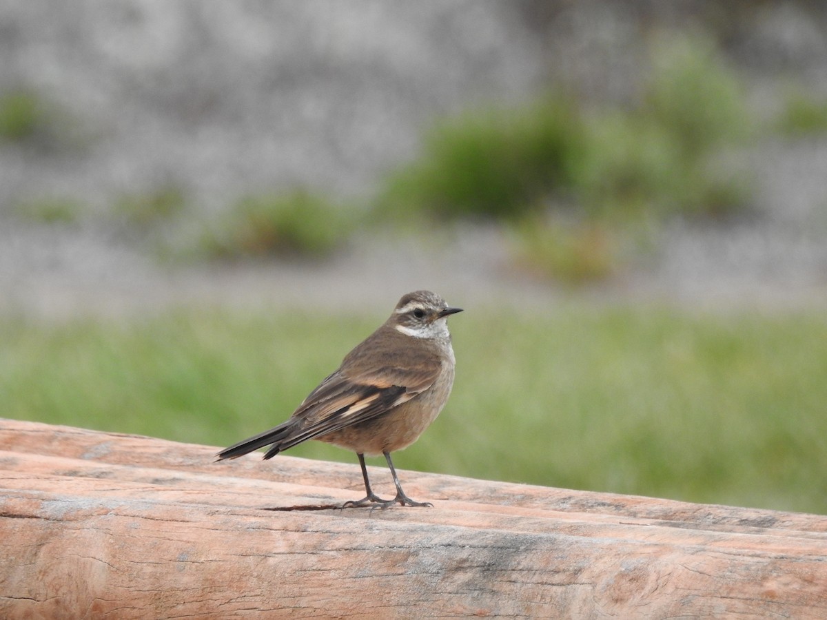 Buff-winged Cinclodes - ML111831471