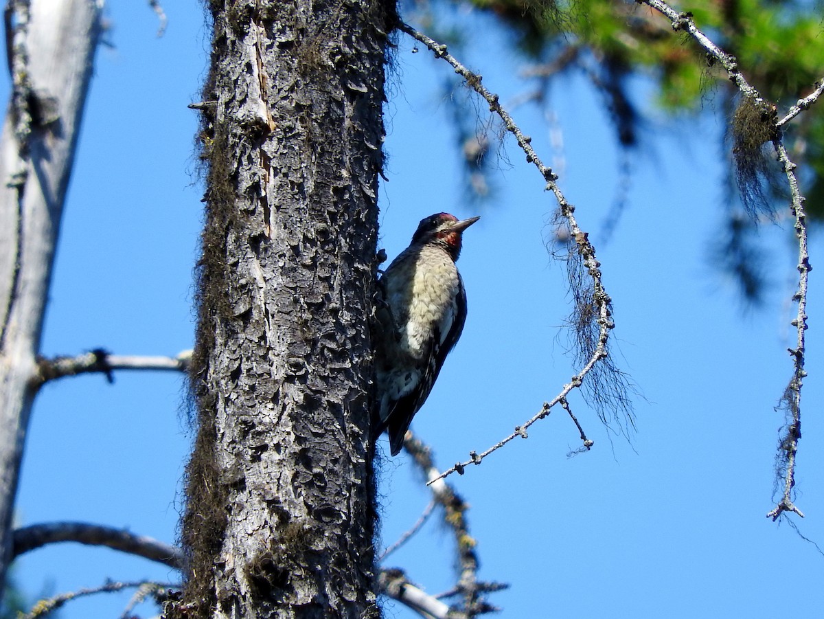 Red-naped Sapsucker - ML111831481