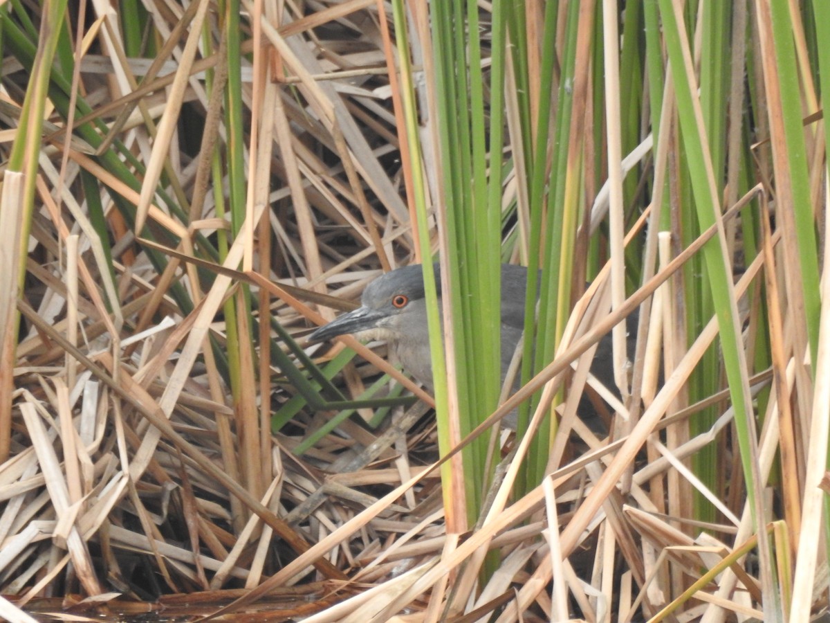 Black-crowned Night Heron - ML111831601