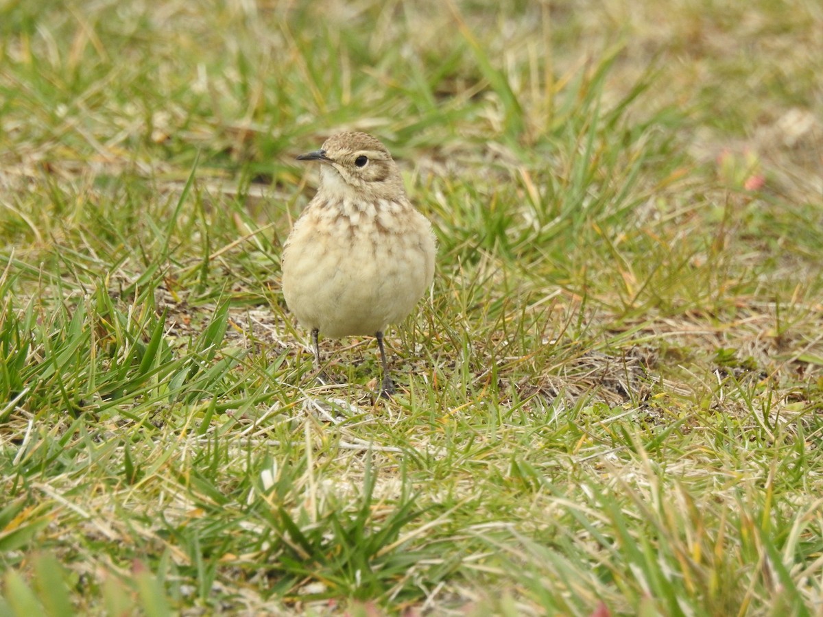 Patagonienerdhacker - ML111832061