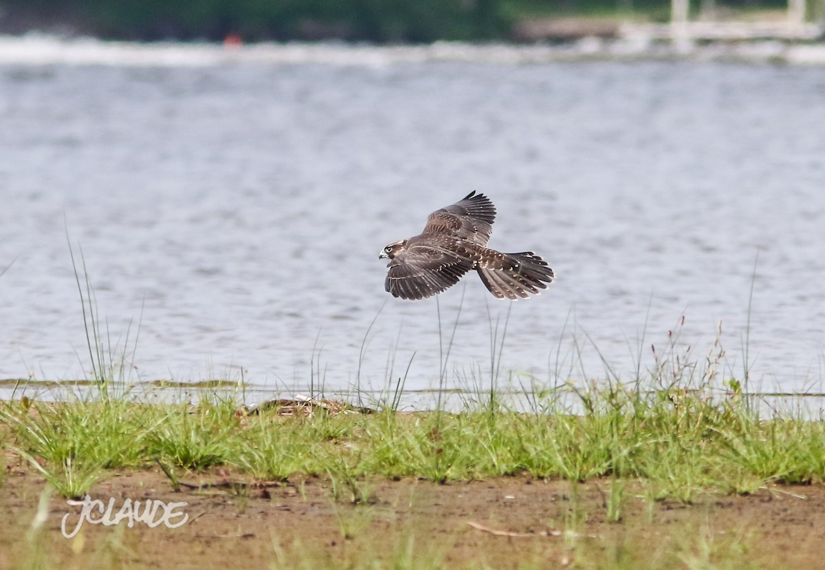 Peregrine Falcon - ML111832741