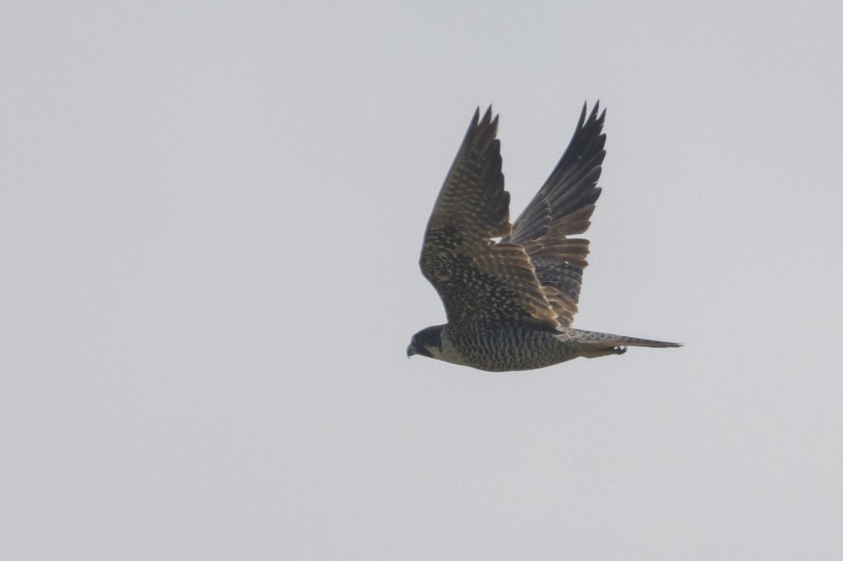 Peregrine Falcon - Michael Todd