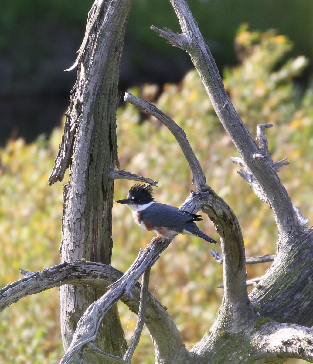 Belted Kingfisher - Don Coons