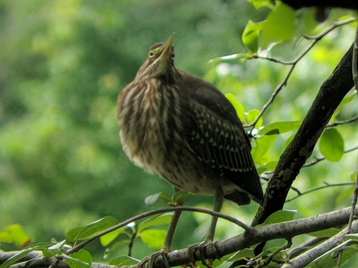 Green Heron - ML111837511