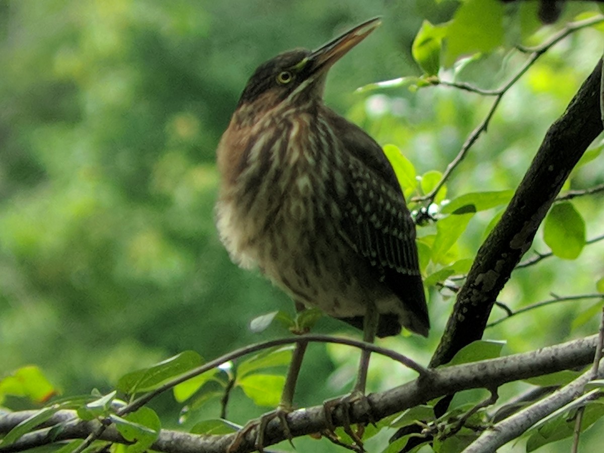 Green Heron - ML111837531