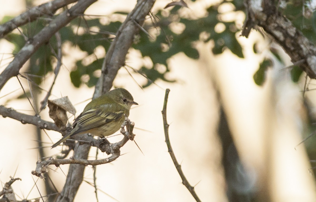 Rough-legged Tyrannulet - Giselle Mangini