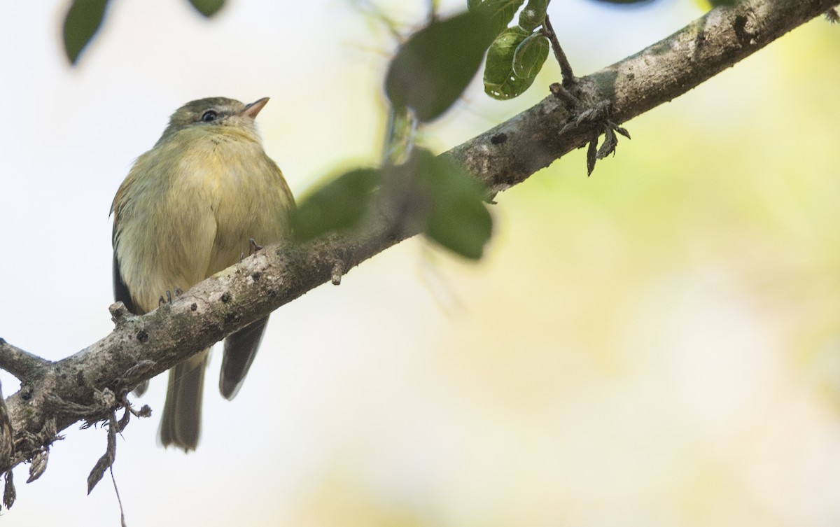 Rough-legged Tyrannulet - ML111839981