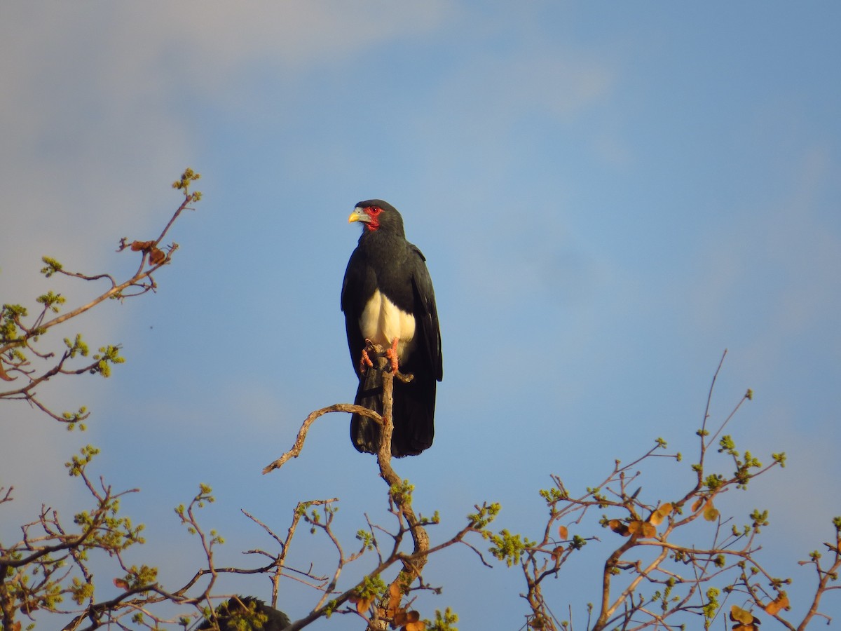 Red-throated Caracara - Willian Menq