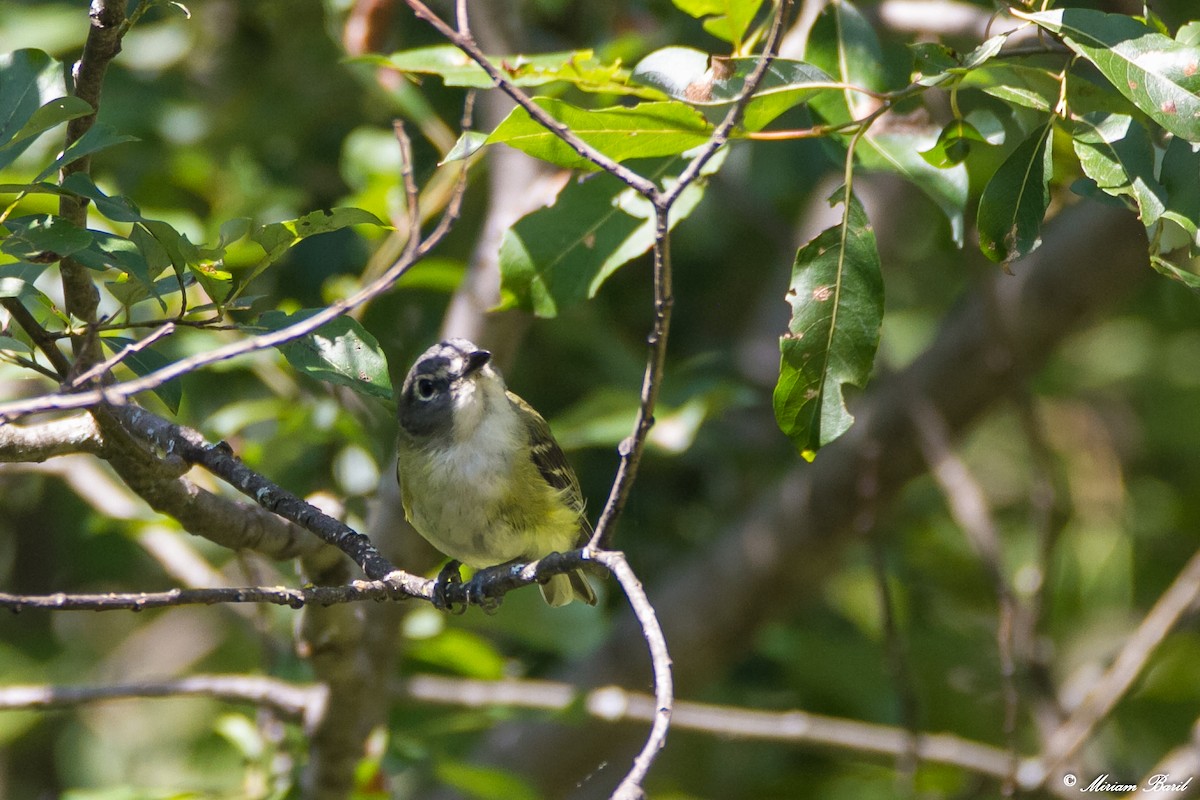 Mavi Başlı Vireo - ML111841521