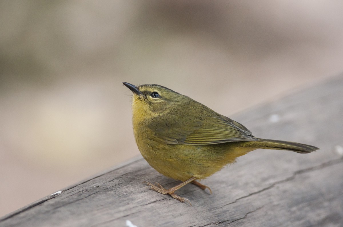 Two-banded Warbler - Giselle Mangini