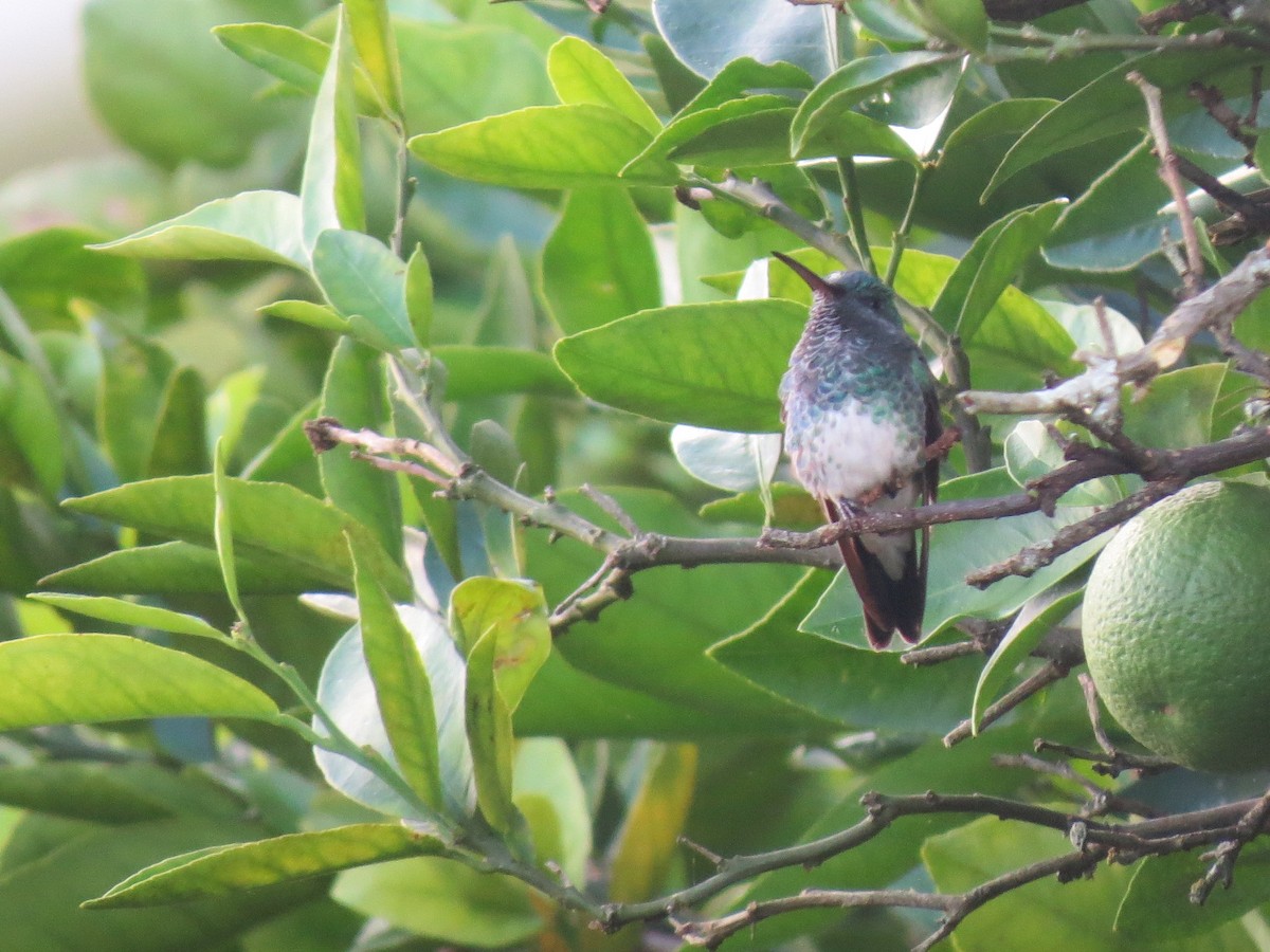 Rufous-tailed Hummingbird - Michael  Pasaje Bolaños