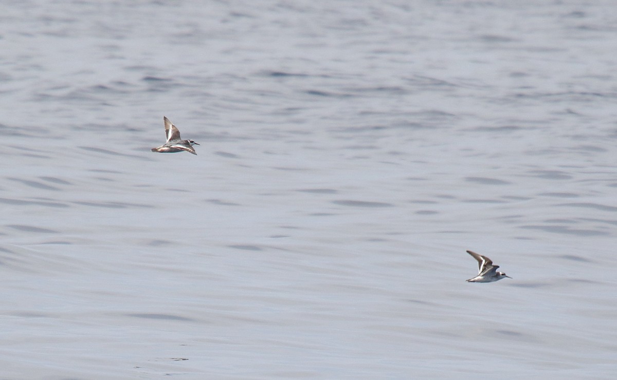 Phalarope à bec large - ML111843781