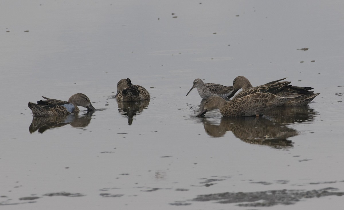 Stilt Sandpiper - ML111843861