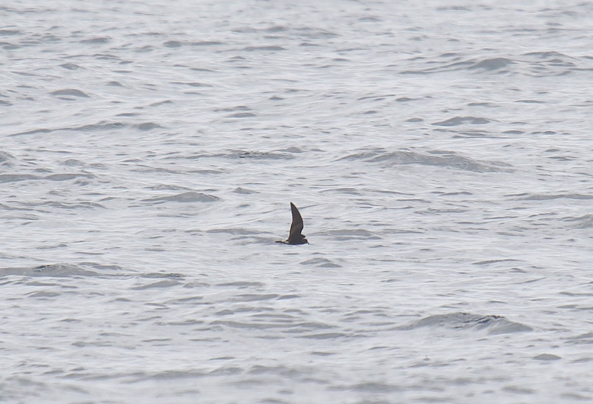 Leach's/Townsend's Storm-Petrel (white-rumped) - ML111844081