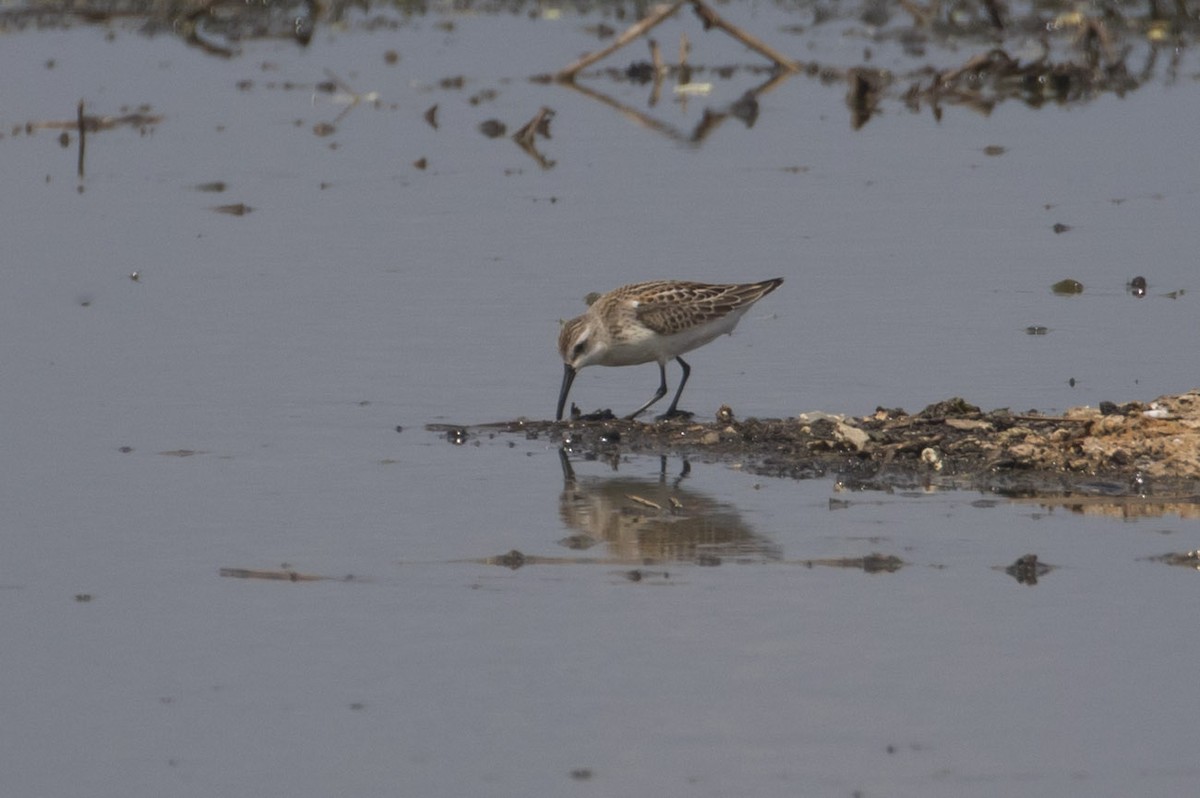 beringsnipe - ML111844171