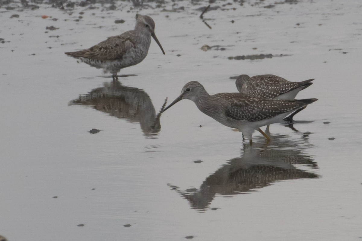 Lesser Yellowlegs - Michael Todd