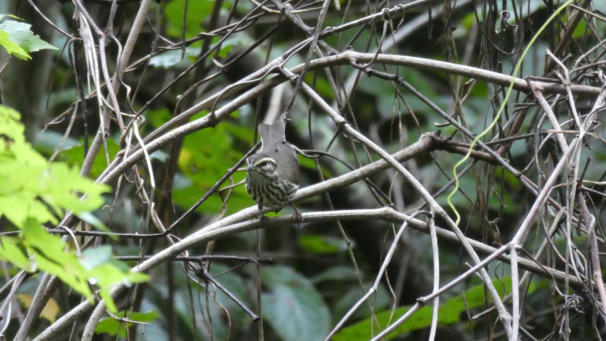 Northern Waterthrush - ML111845841