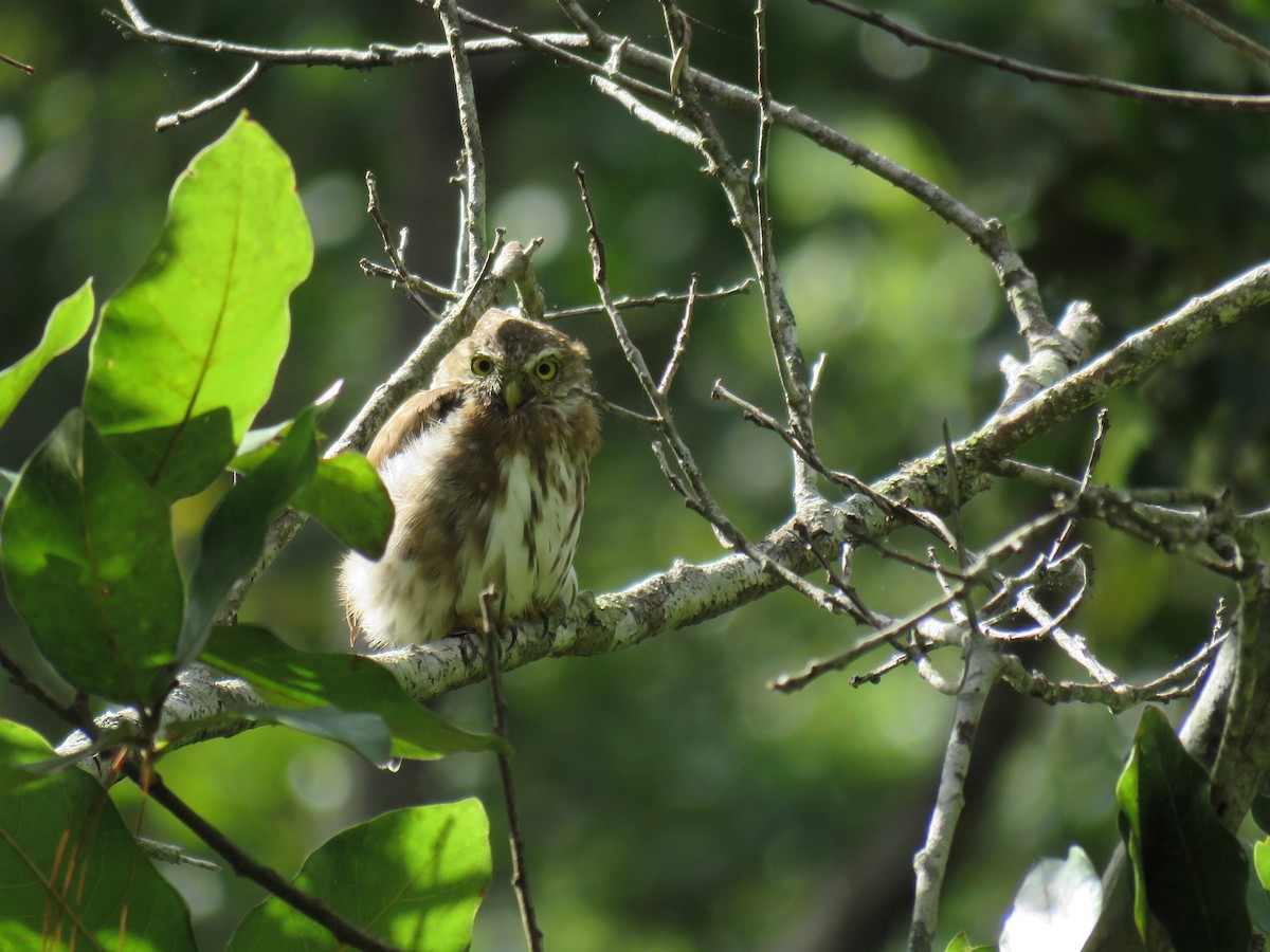 Northern Pygmy-Owl (Guatemalan) - ML111847941