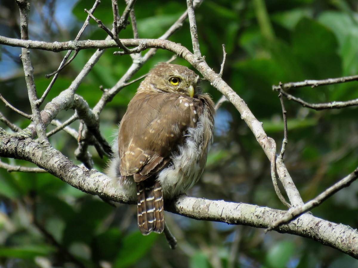 Northern Pygmy-Owl (Guatemalan) - ML111847971