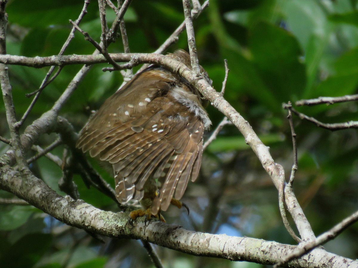 Northern Pygmy-Owl (Guatemalan) - ML111848161