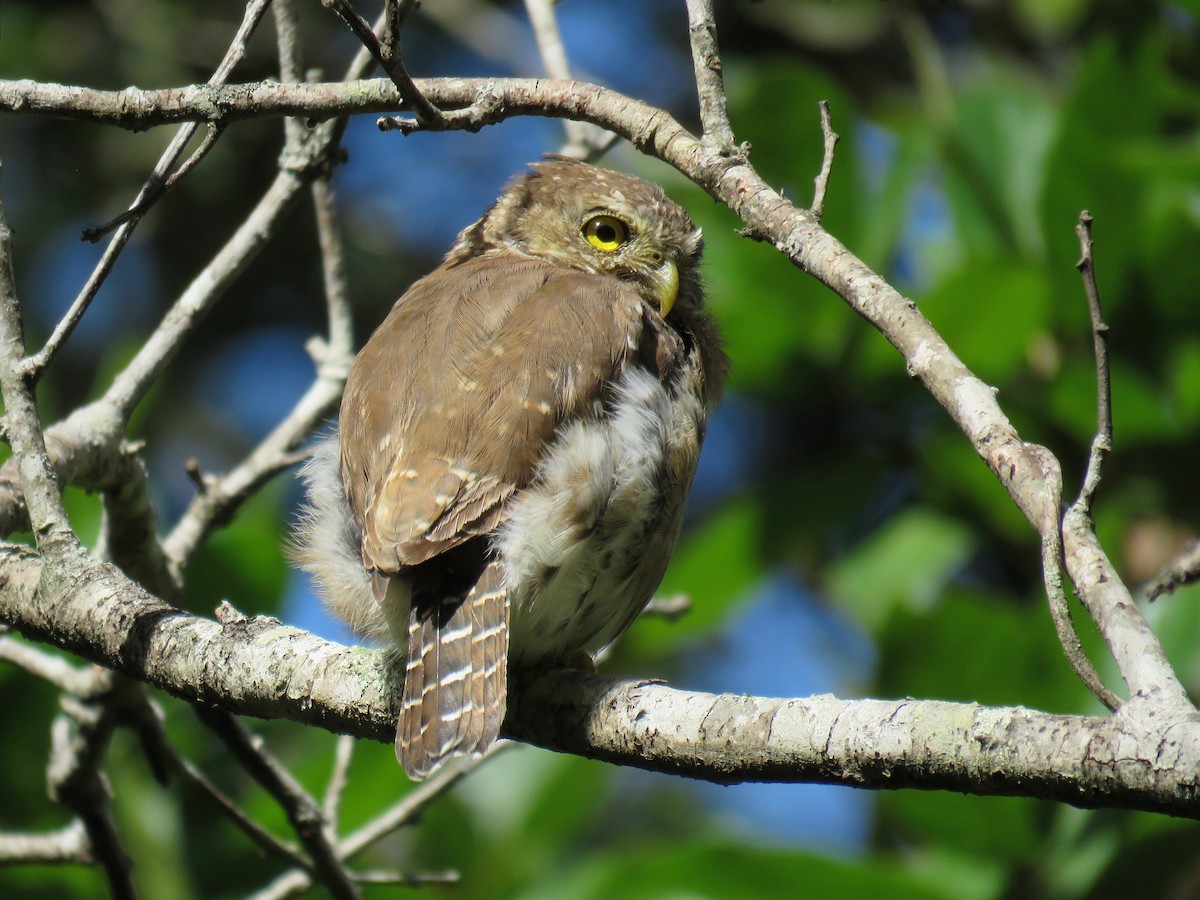 Northern Pygmy-Owl (Guatemalan) - ML111849231