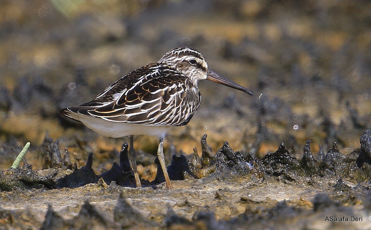 Broad-billed Sandpiper - ML111850751