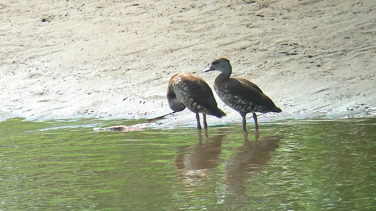 Spotted Whistling-Duck - ML111851341