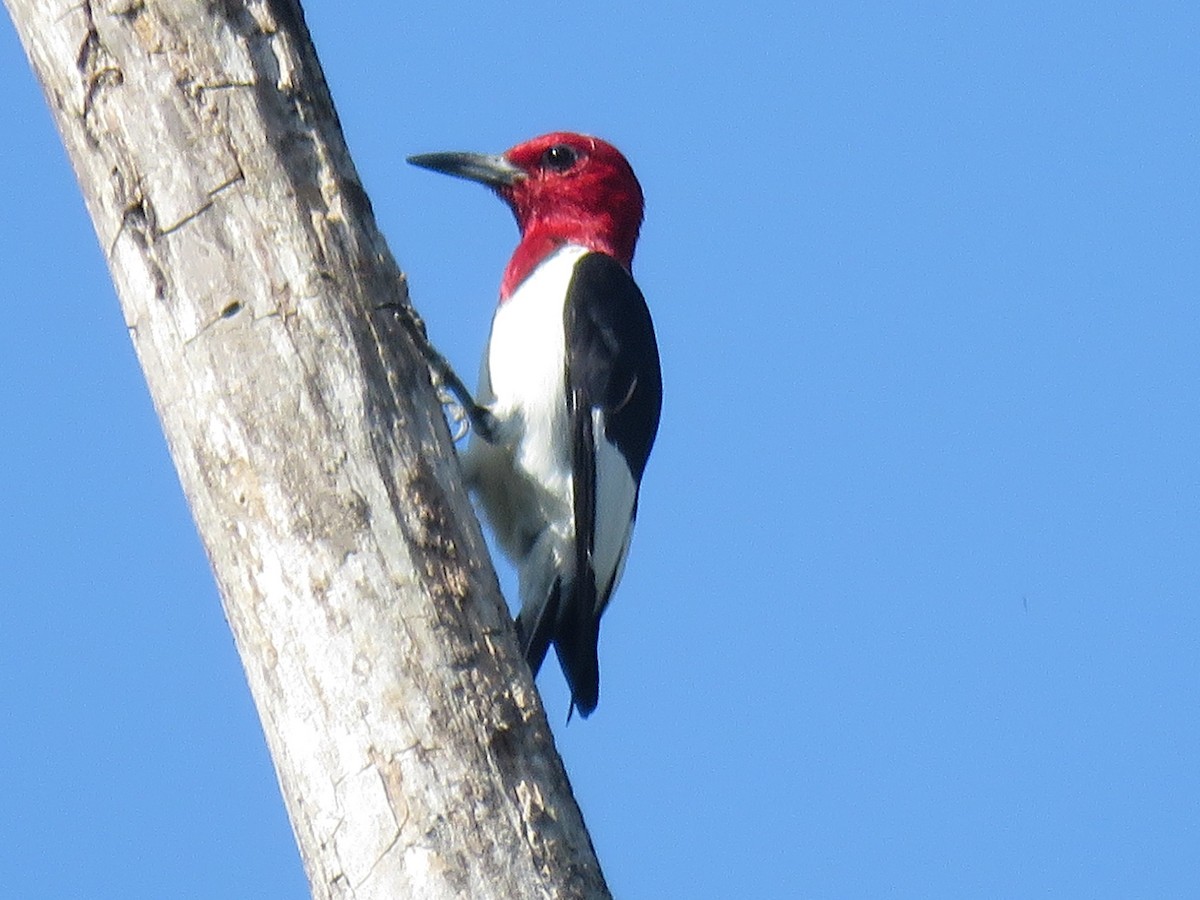 Red-headed Woodpecker - ML111851601