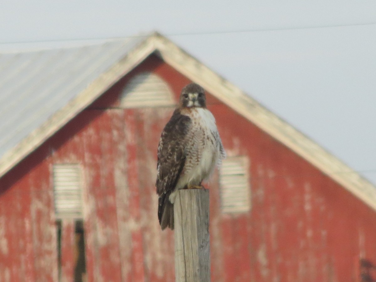 Red-tailed Hawk (borealis) - ML111852311