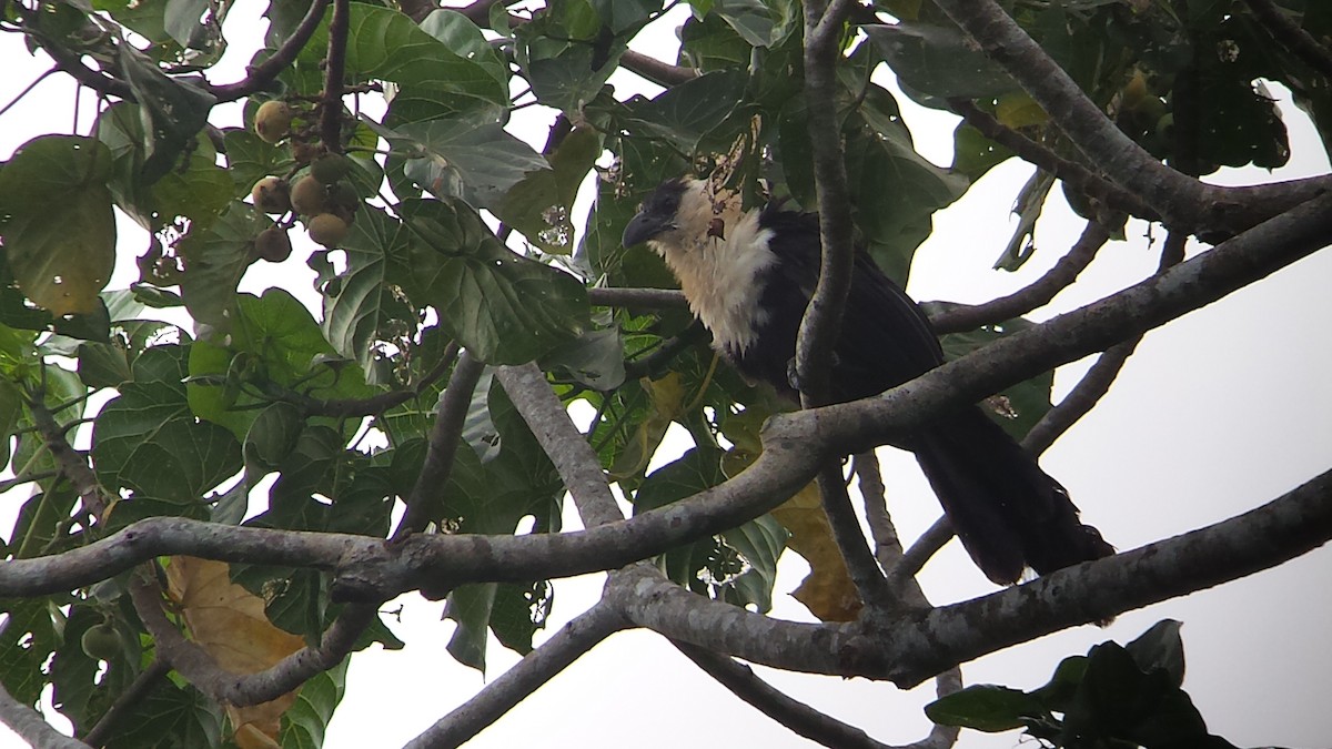 Pied Coucal - ML111852461