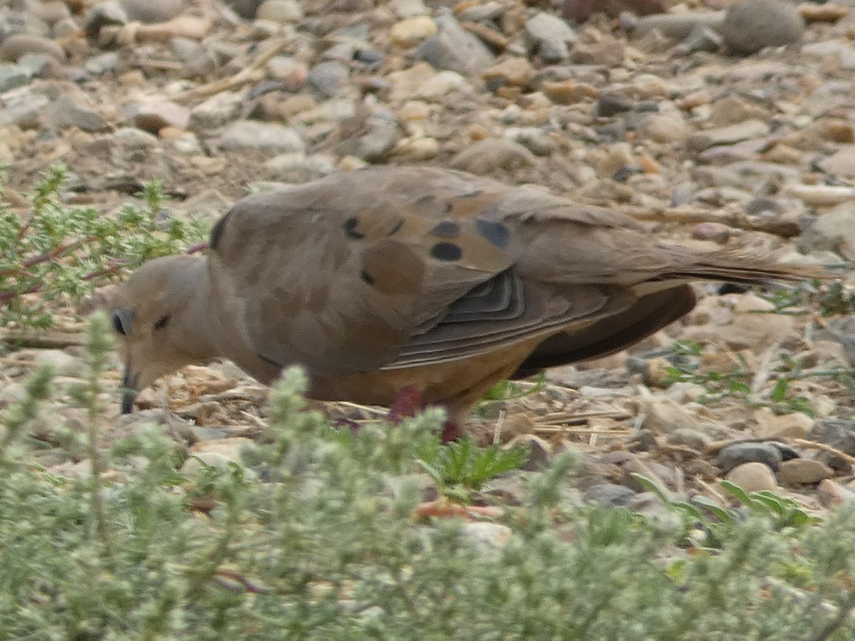 Mourning Dove - Laurie Koepke