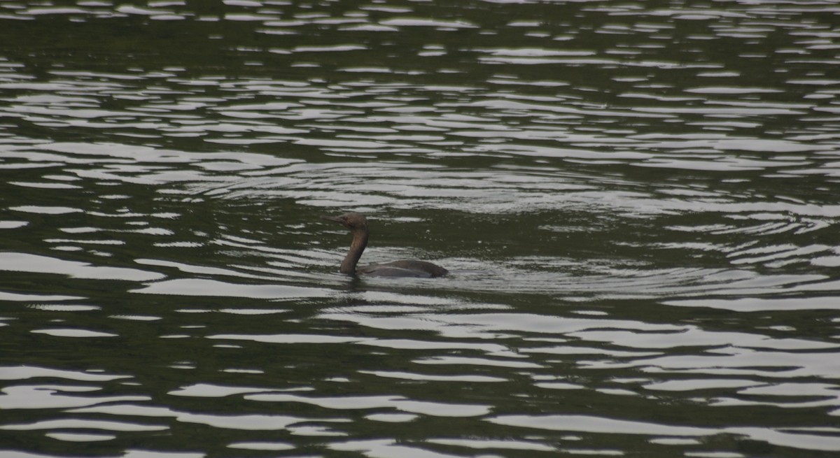 Brandt's Cormorant - ML111853191