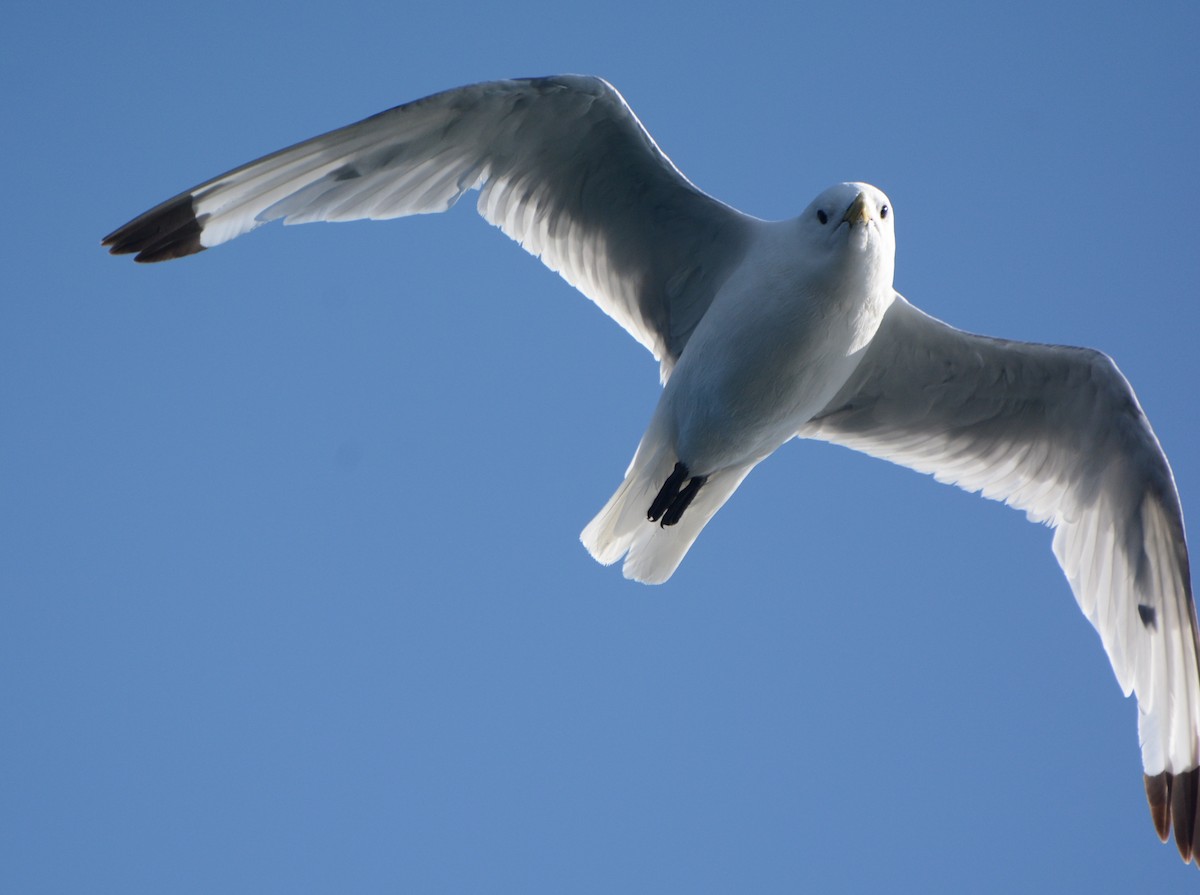 Black-legged Kittiwake - Geoff Carpentier