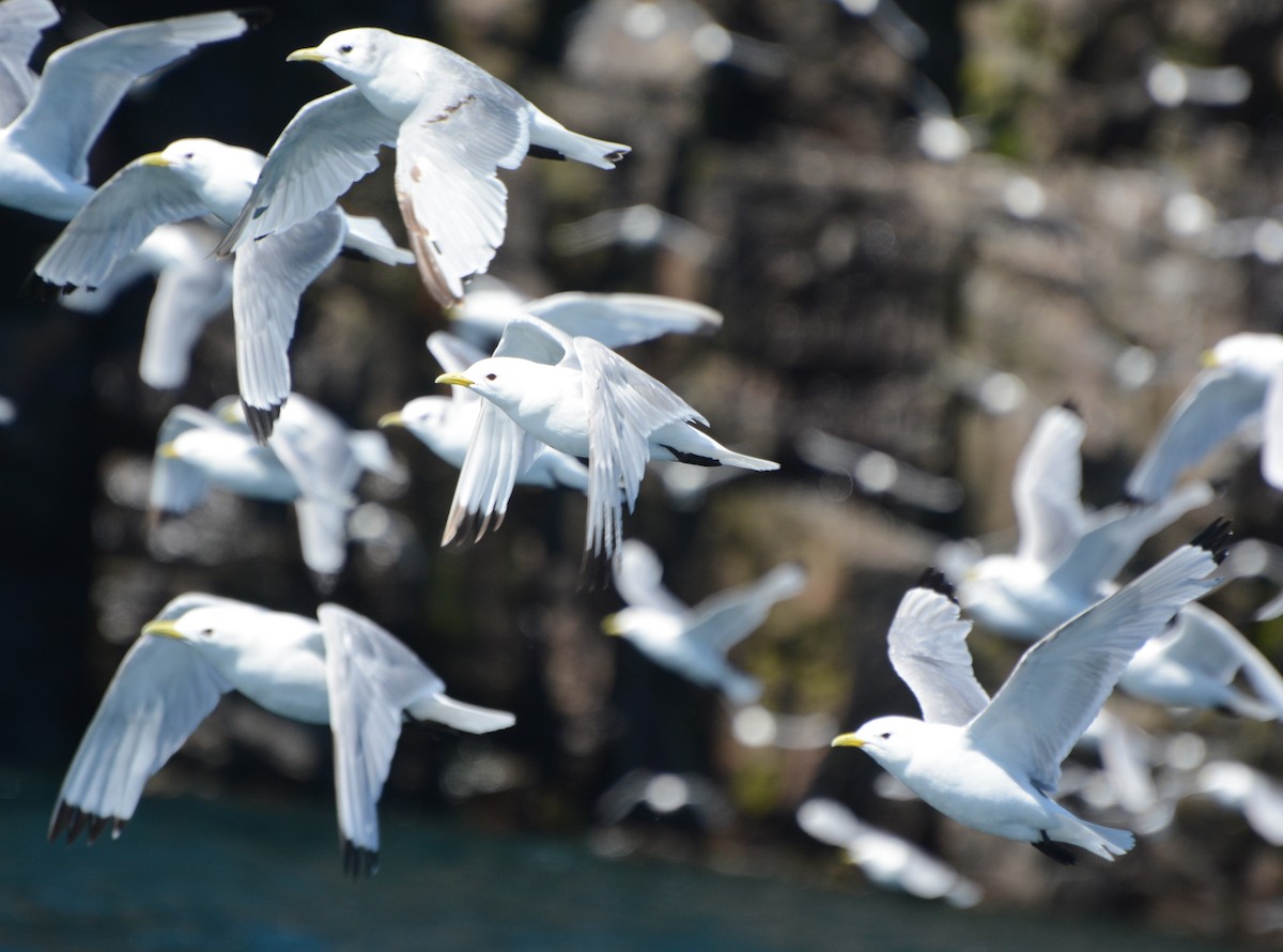 Black-legged Kittiwake - Geoff Carpentier