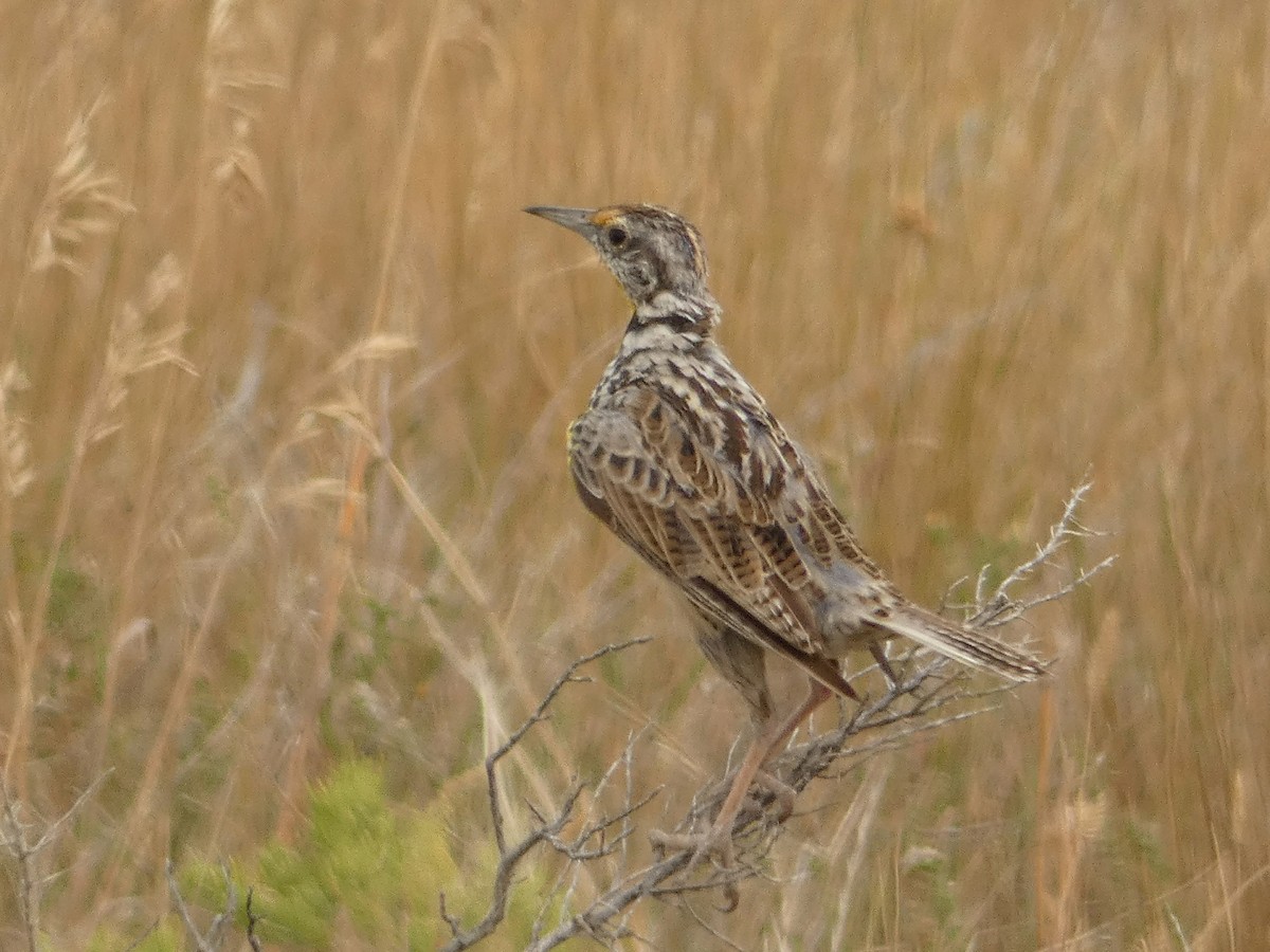 Western Meadowlark - ML111854161