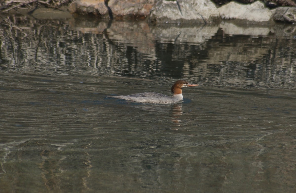 Common Merganser - ML111855501