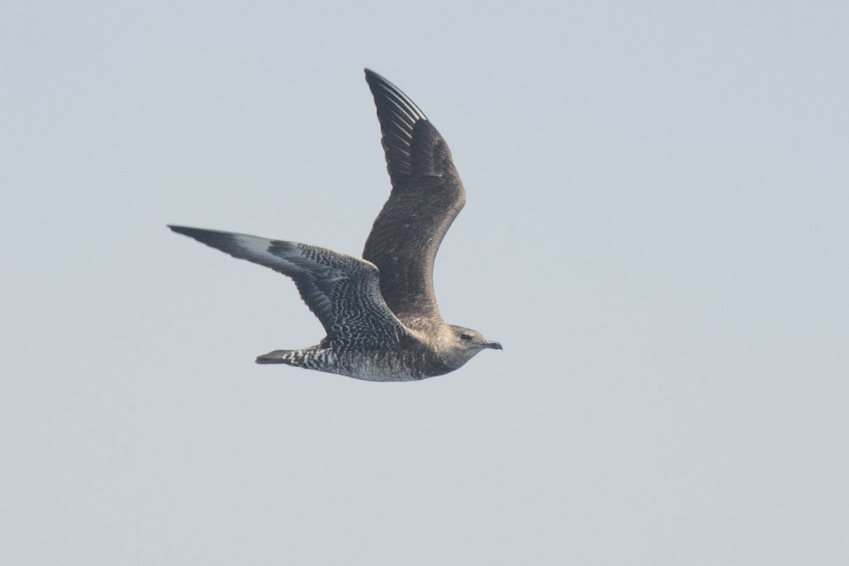 Pomarine Jaeger - Nancy Christensen