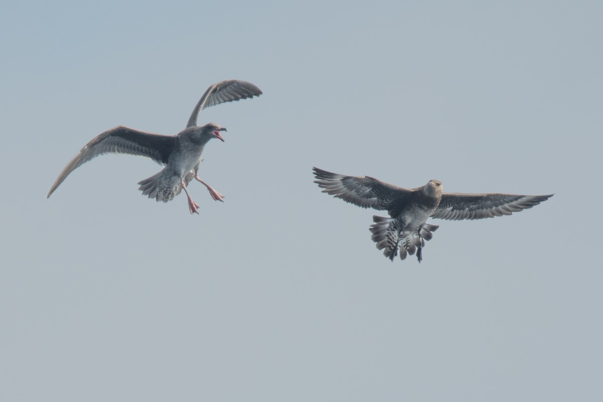 Pomarine Jaeger - ML111855711